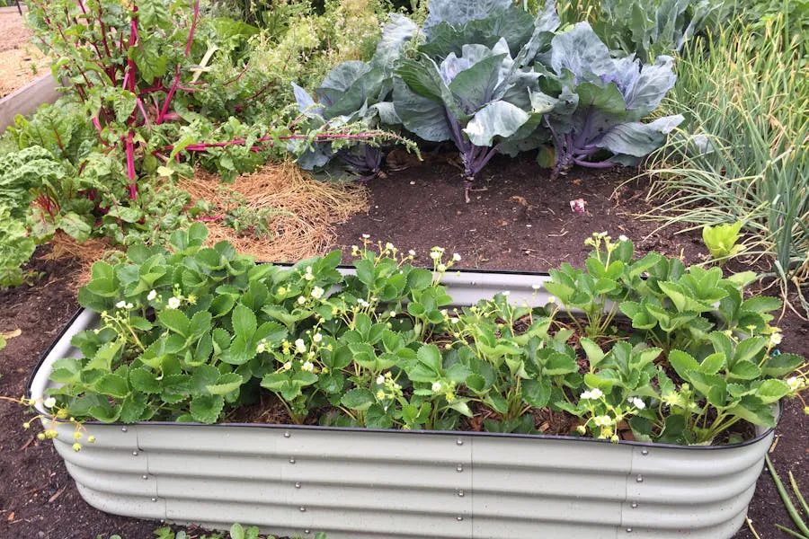 Best Raised Bed Kits
