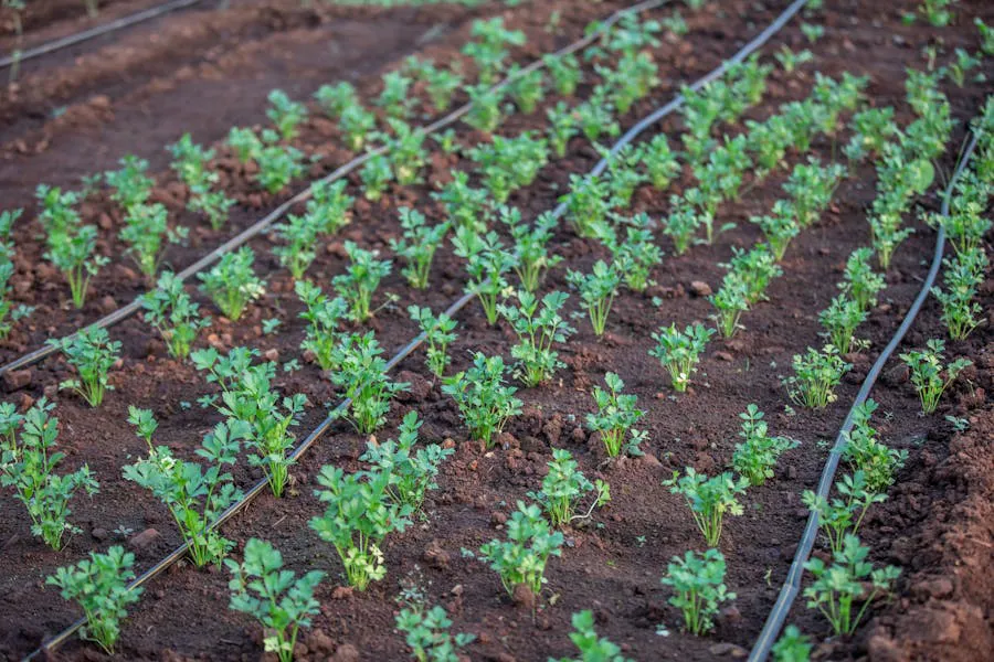 Best Drip Irrigation