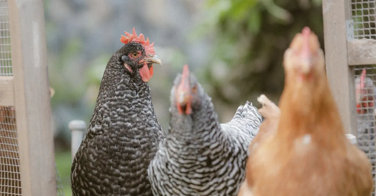 Chickens